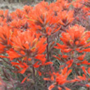 Meet your Posher, Desert rose